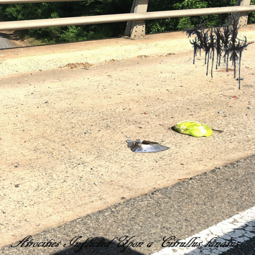 Junt : Atrocities Inflicted Upon a Citrullus Lanatus